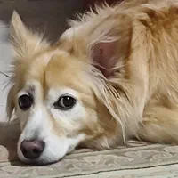 اشپیتزپامر روباهی|سگ|فولادشهر, فولادشهر|دیوار