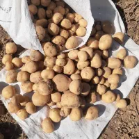 سیب زمینی|گل و گیاه طبیعی|گالیکش, |دیوار