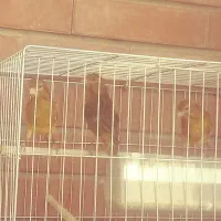 فروش قناری|پرنده|کرمان, |دیوار