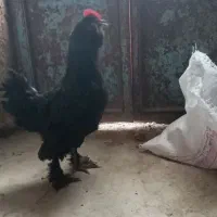 مرغ مرندی اصیل