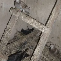 فروش ۲۰ عدد کبوتر خوب جفت ۴۰۰ تومان|پرنده|کاکی, |دیوار