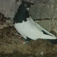 جفت‌ماده‌به‌شرط|پرنده|ساوه, |دیوار