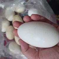 تخم غازمصرفی40ت