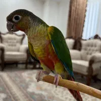 طوطی گرینچیک|پرنده|تهران, آذربایجان|دیوار