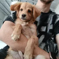 سگ گمشده|حیوانات|ورامین, خیر آباد|دیوار