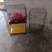 قفس عروس وقناری