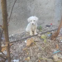 سگ پشمالو و گوش تیز|سگ|تربتحیدریه, بوستان باغ ملی|دیوار