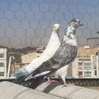 3طوق کبوتر پرشی ماده|پرنده|تهران, استقلال|دیوار