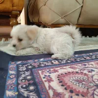 واگذاری سگ|سگ|شیراز, تاچارا|دیوار