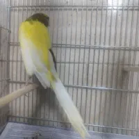 قناری رسمی بلند نرو ماده|پرنده|اندیشه, اندیشه فاز ۱|دیوار