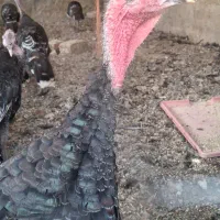 پنج تا بوقلمون ماده و یک مرغ و خروس برهما