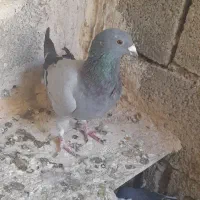 کبوتر|پرنده|نورآباد ممسنی, |دیوار