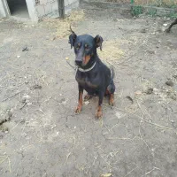 سگ ماده دوبرمن