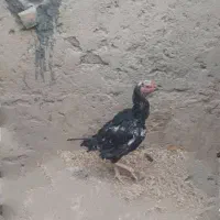 خروس ومرغ لاری اصل|حیوانات مزرعه|سمیرم, |دیوار