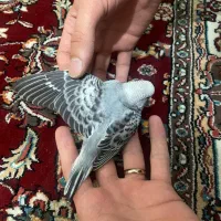 مرغ عشق دستی|پرنده|تهران, دکتر هوشیار|دیوار