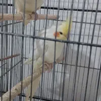 ۳عدد عروس سالم جوان|پرنده|قم, کیوانفر|دیوار