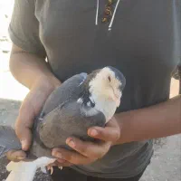 کبوتر.     فوری|پرنده|دلیجان, |دیوار