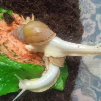 حلزون.البینو‌.