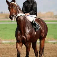 نریون دوخون ۶ ساله
