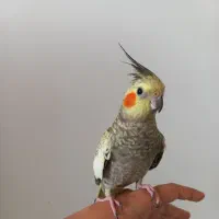 عروس هلندی دستی