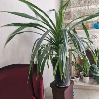 گل پاندانوس بسیار بزرگ و سرحال
