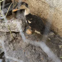 اوردک|حیوانات مزرعه|تهران, مسعودیه|دیوار