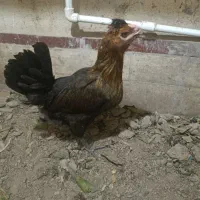 مرغ و خروس گلین لری
