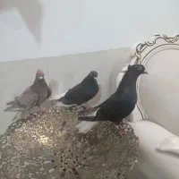 کبوتر‌ بالدار