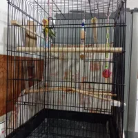 طوطی برزیلی|پرنده|سقز, |دیوار