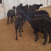 فروش بره ماده