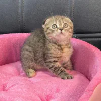 بچه. گربه. اصیل اماده واگذاری|گربه|تهران, صادقیه|دیوار