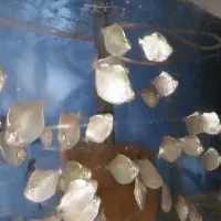 تایگر بارب و...|ماهی|قزوین, |دیوار