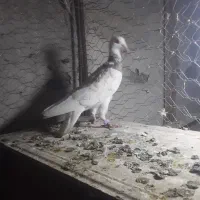 پرشی جغتای|پرنده|خور (اصفهان), |دیوار