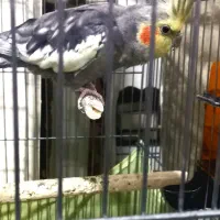 یک جفت عروس هلندی مولد|پرنده|تهران, افسریه جنوبی|دیوار