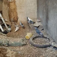 بیست تا نر پلاکی|پرنده|برازجان, |دیوار