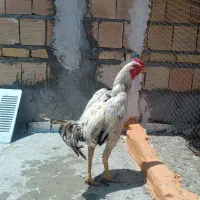 خروس لاری