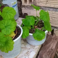 گل طعبی|گل و گیاه طبیعی|خرم‌آباد, |دیوار