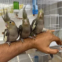 * عروس هلندی دستی دونخور *|پرنده|شیراز, وحدت|دیوار
