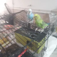 مرغ عشق|پرنده|مشهد, فدک|دیوار