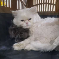 دامپزشک دامپزشکی سگ گربه پرنده زینتی عروس هلندی