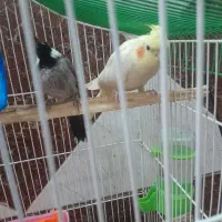 عروس هلندی|پرنده|شادگان, |دیوار