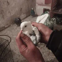 یک جفت کفتر تهرانی