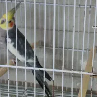 عروس هلندی نر مست سینامون ، ابلغ لوتینو، ماده ابلغ|پرنده|شیراز, سلطان آباد|دیوار