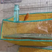 قناری نرمست|پرنده|تهران, نیروی دریایی|دیوار