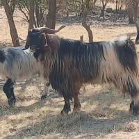 سادات محمودی
