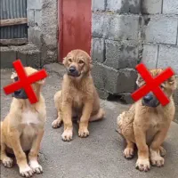 سرابی توله اصیل ۲تا مونده فروش و معاوضه ف و ر ی|سگ|آمل, |دیوار