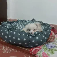 سگ ریز|سگ|تهران, منیریه|دیوار