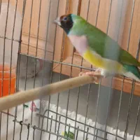 فنچ گلدین ماده