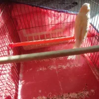 قناری کشیده بلند