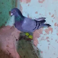 کبوتر|پرنده|شیروان (خراسان), |دیوار